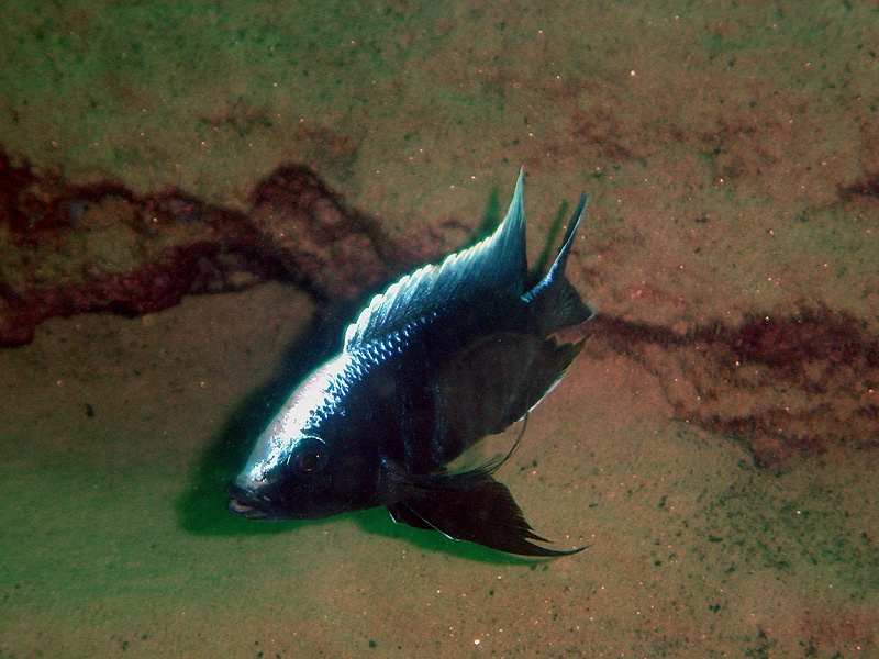 Copadichromis parvus 'Chinuni'